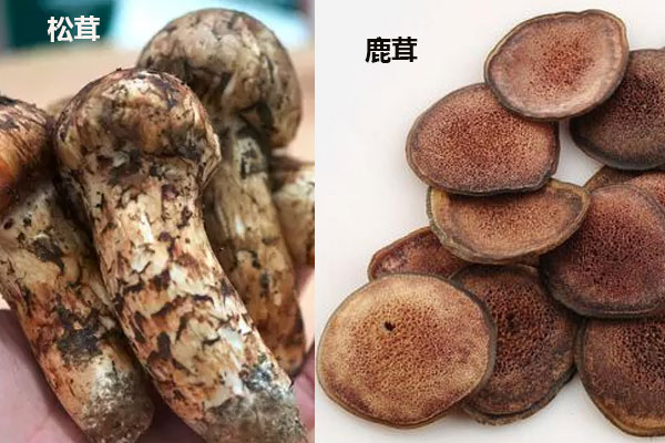 松茸可以和鹿茸一起泡酒嗎