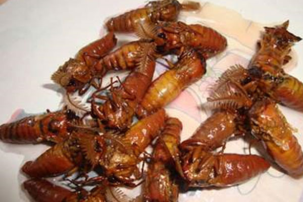 松茸雄蠶蛾能一起泡酒么