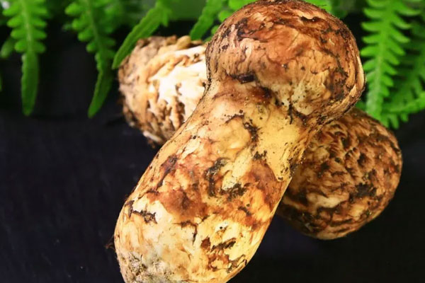 生吃松茸有什么好處