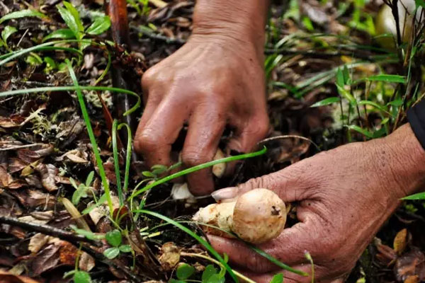香格里拉松茸季節(jié)是什么時(shí)候