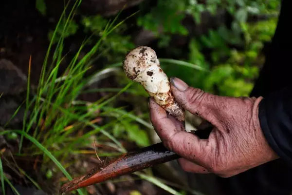 香格里拉的松茸什么時(shí)候采摘