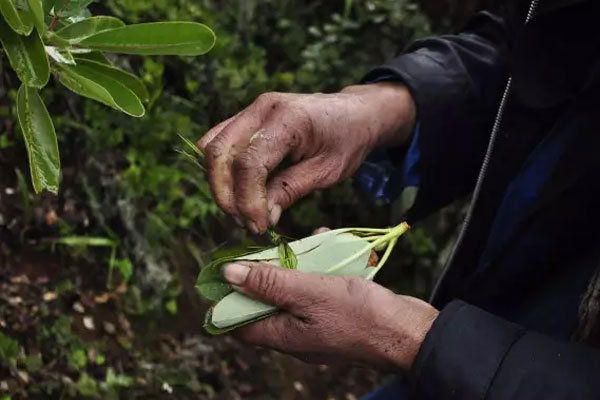 香格里拉松茸什么時(shí)候上市