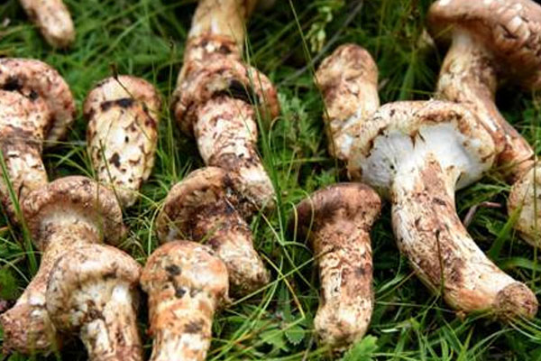 香格里拉松茸每年產(chǎn)量有多少 香格里拉松茸每年產(chǎn)量有多少