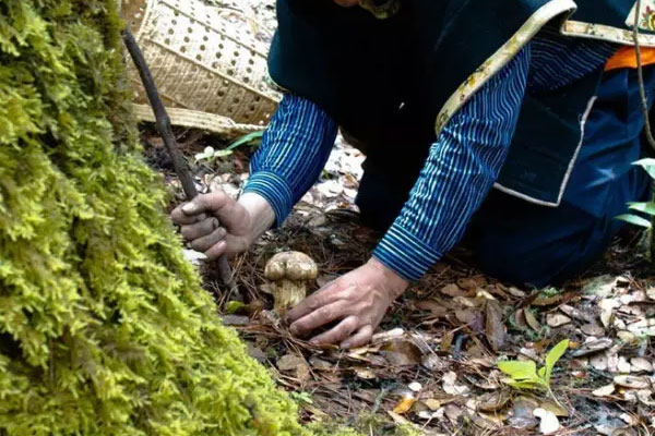 香格里拉松茸的特點(diǎn)有哪些