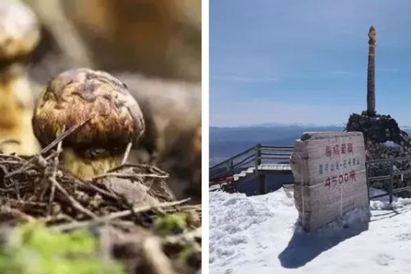 香格里拉松茸之所以好的原因