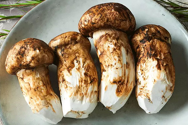 香格里拉松茸最好嗎