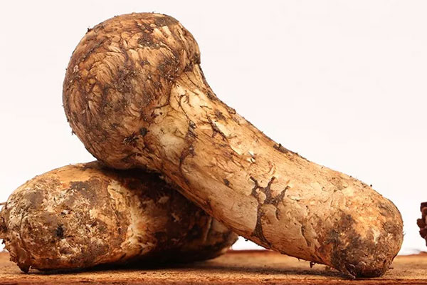 香格里拉松茸的新鮮和完整 香格里拉松茸的新鮮和完整