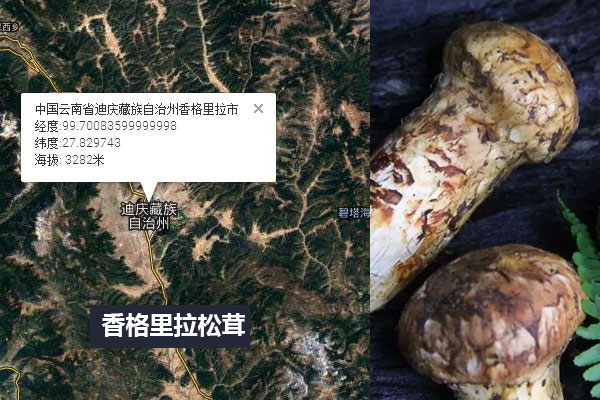 云南香格里拉松茸和四川小金松茸有哪些區(qū)別