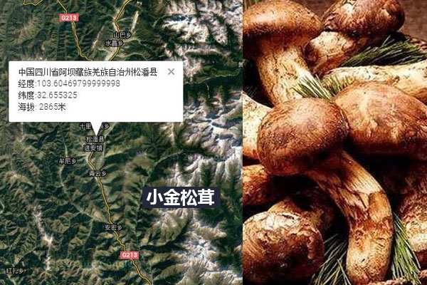 云南香格里拉松茸和四川小金松茸哪個(gè)好