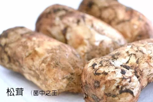 吃松茸真的可以抗癌嗎