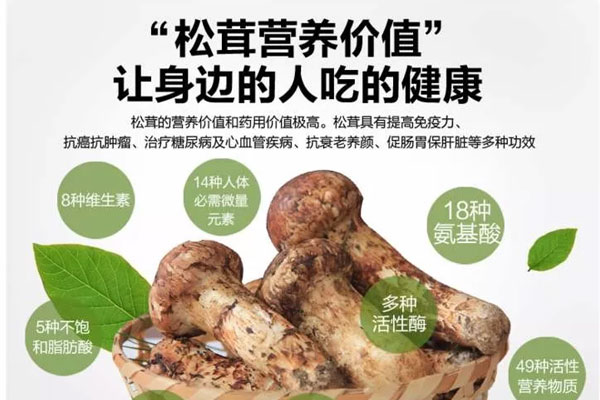 為什么說香格里拉松茸可以抗癌