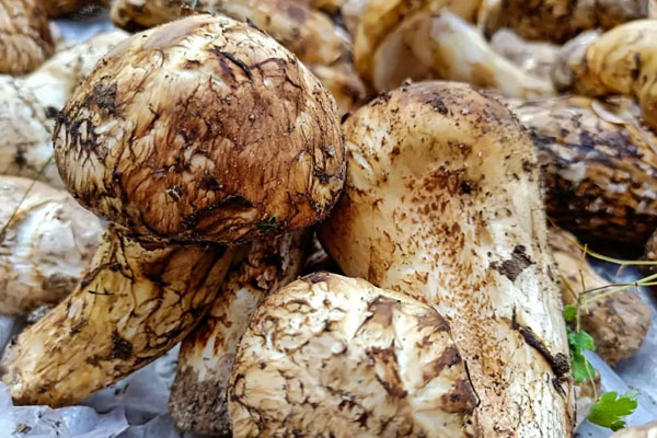 松茸可以給糖尿病人吃嗎