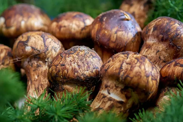 松茸對糖尿病有哪些療效