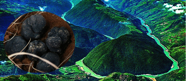 黑松露產(chǎn)地分布