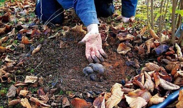 法國黑松露產(chǎn)地
