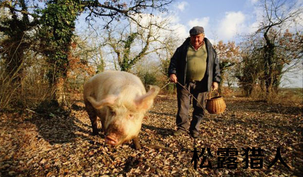 母豬找黑松露