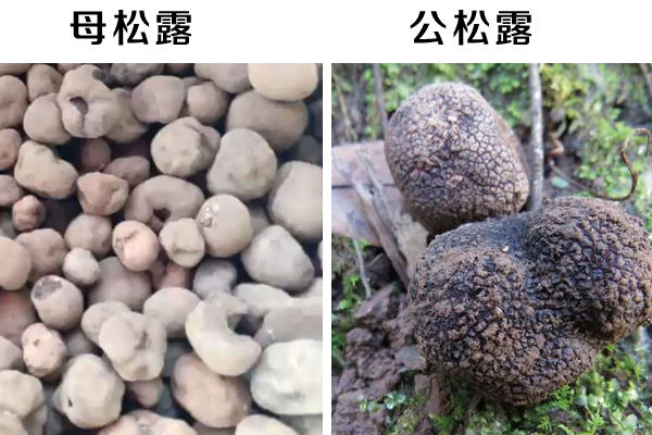 母松露與公松露圖