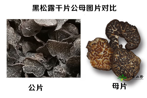 黑松露干片公母對(duì)比圖