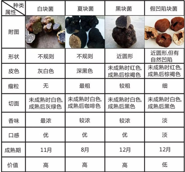 公母松露哪個(gè)好