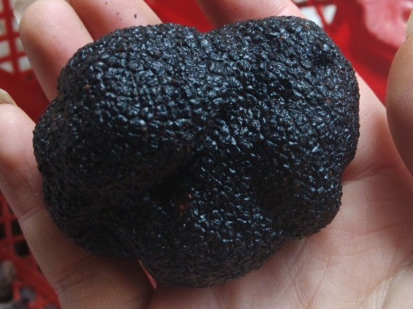 新鮮黑松露價格多少錢一斤