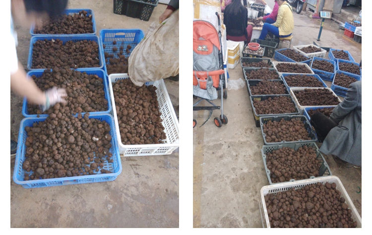 新鮮黑松露到貨