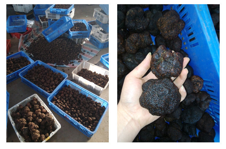 新鮮黑松露分揀