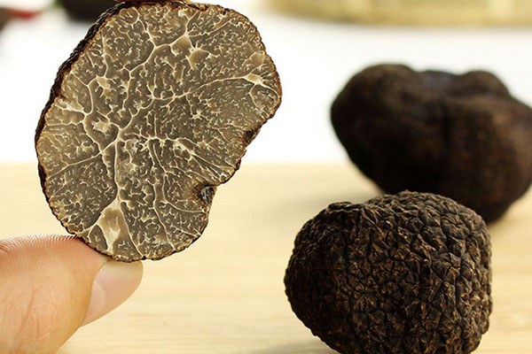 松露、豬拱菌和塊菌的實質(zhì)性區(qū)別