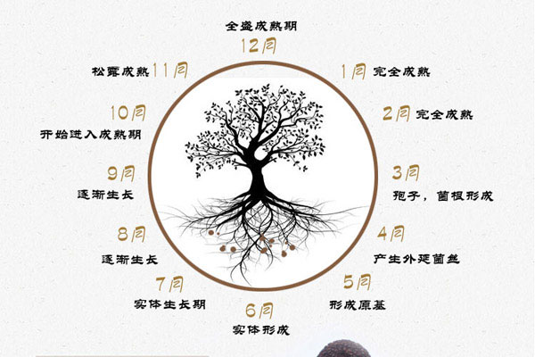 黑松露的生長周期需要多長時間