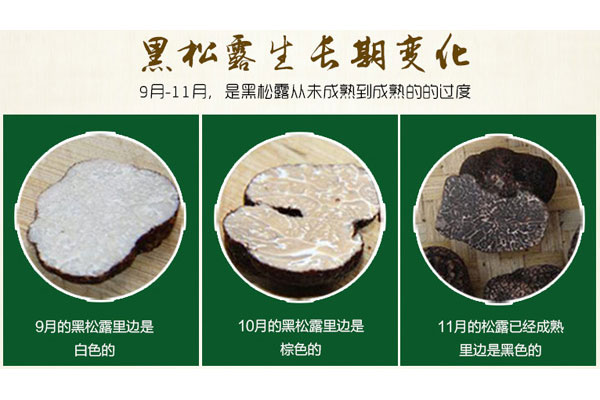 黑松露的生長過程 黑松露的生長過程