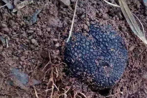 如何辨別新鮮黑松露的好壞