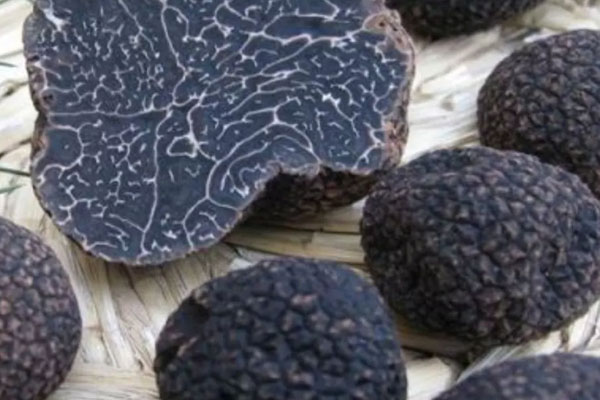 如何辨別新鮮黑松露的好壞