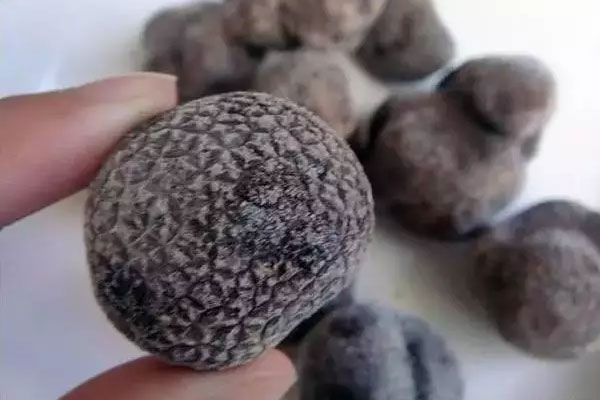 辨別新鮮松露好壞的誤區(qū)