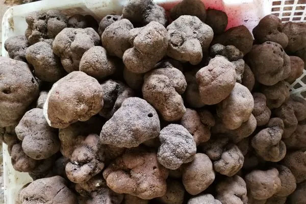 備孕階段可以吃黑松露湯嗎