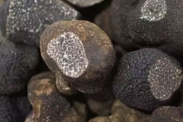 癌癥患者可以食用黑松露嗎