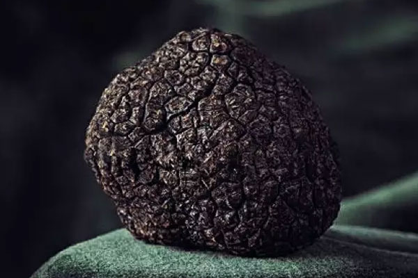 患有糖尿病的人可以食用黑松露嗎