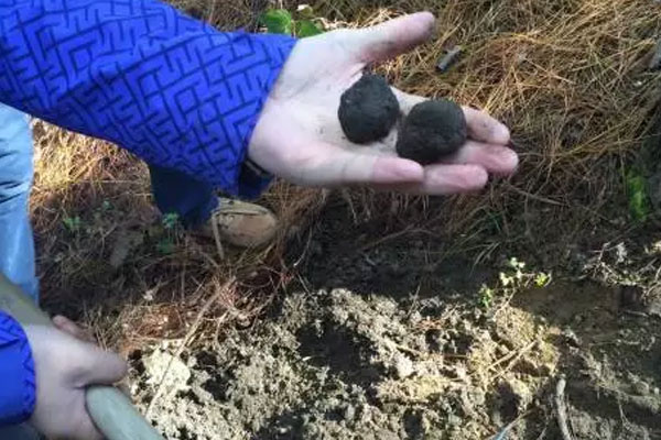 小孩吃了黑松露會(huì)早熟嗎