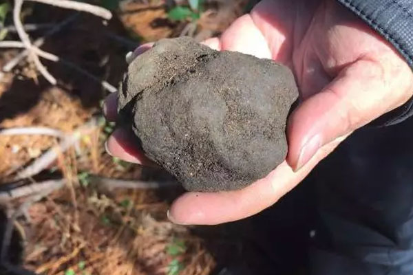 黑松露對胎兒好嗎，孕婦可以多吃松露湯嗎