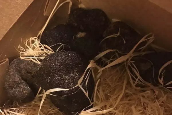 感冒可以吃黑松露嗎，發(fā)燒發(fā)熱喝松露雞湯好嗎