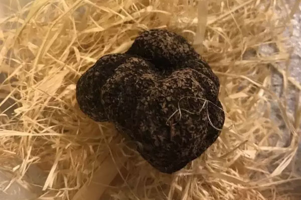 中國黑松露和法國黑松露有哪些區(qū)別