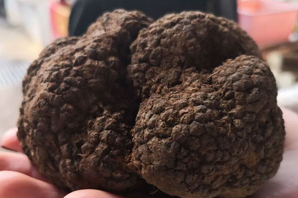 云南黑松露什么月份開始上市