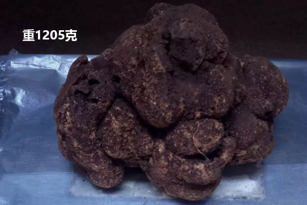 中國最大的松露能有多重