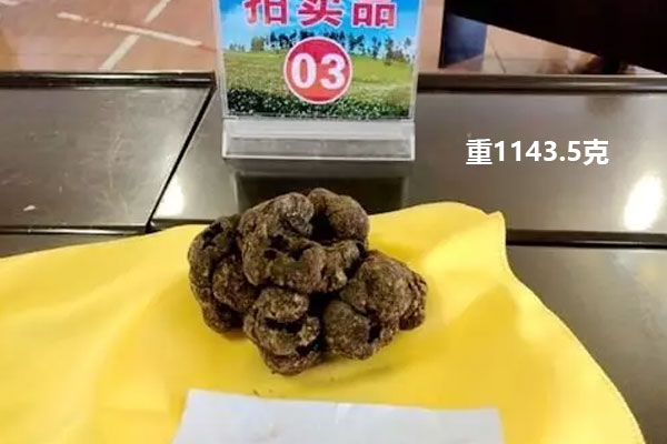 中國松露生長分布圖