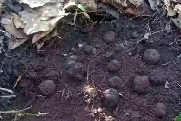 中國松露每年產(chǎn)量有多少