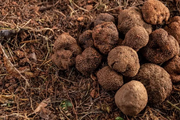 黑松露采收季節(jié)是什么時(shí)候