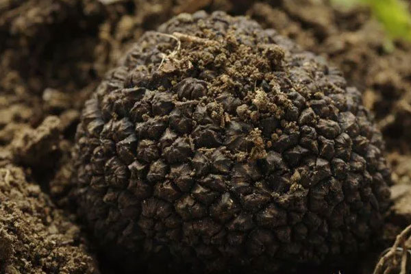 黑松露怎么采摘