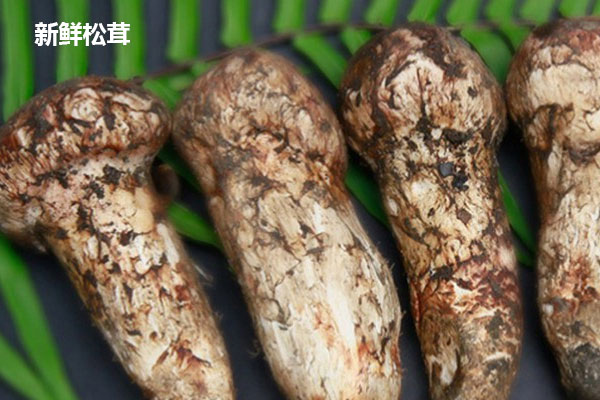 凍干松茸與新鮮松茸的區(qū)別