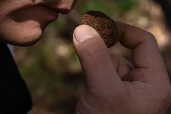 世界松露主要分布哪個(gè)地方