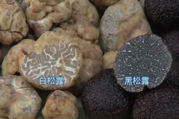 世界松露產(chǎn)地分布在哪些地方，松露生長在海拔多少米