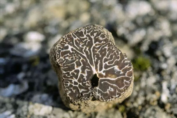 松露喜歡的生長環(huán)境