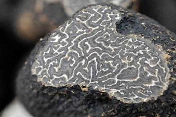 黑松露意大利面的方法竅門